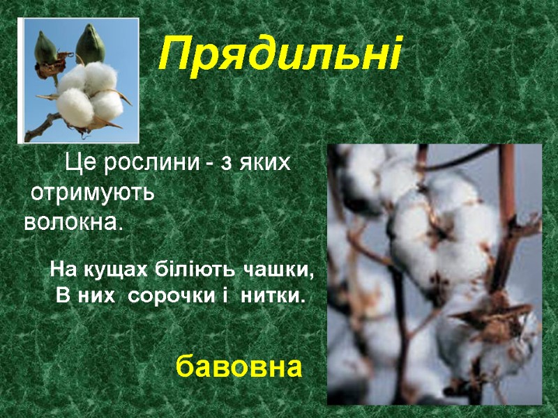 Прядильні       Це рослини - з яких  отримують